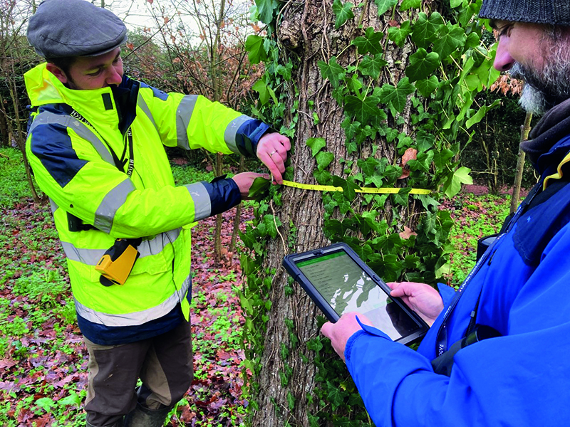 Diagnotic sanitaire des arbres à Luçon