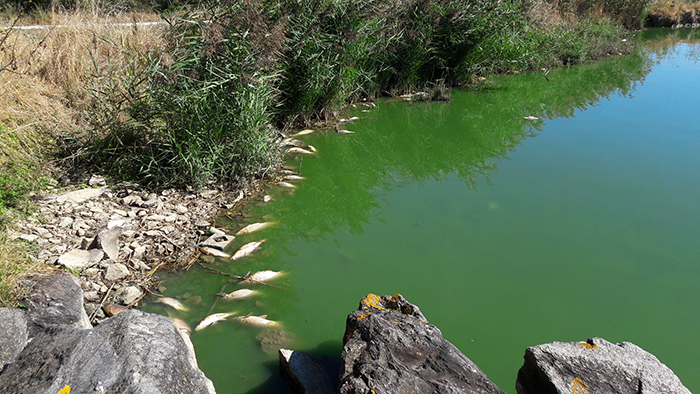 Poissons plan d'eau Guifettes 01