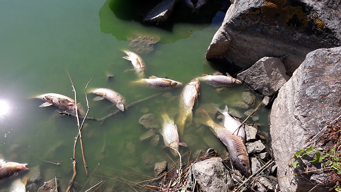 Poissons plan d'eau Guifettes 03