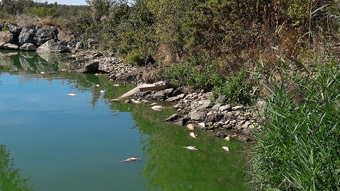 Poissons plan d'eau Guifettes 04