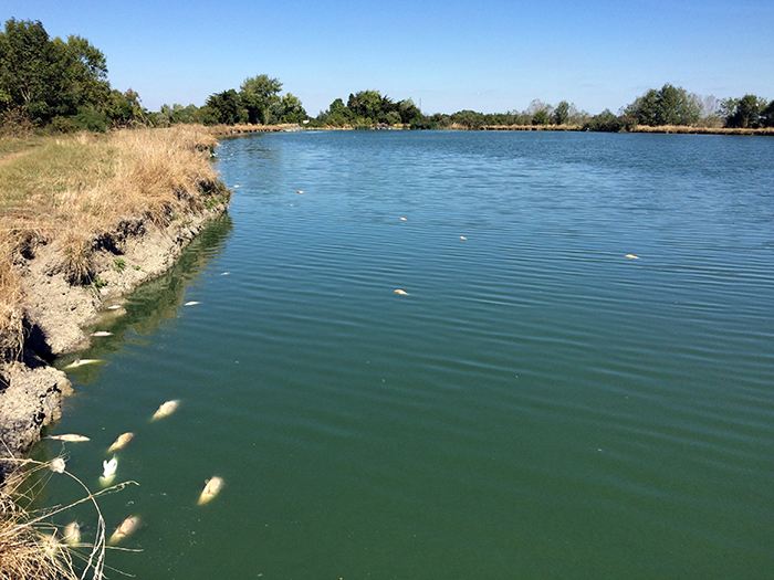 Poissons plan d'eau Guifettes 05