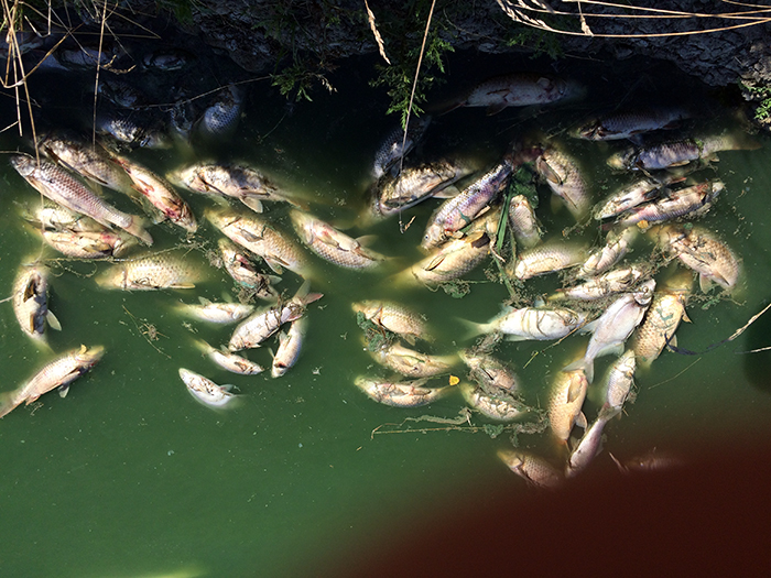 Poissons plan d'eau Guifettes 06