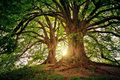 Arbre forêt - © Pixabay