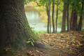 Bois - Forêt @Pixabay- 800 px
