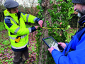 Diagnotic sanitaire des arbres à Luçon