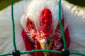 Grippe aviaire - Pixabay