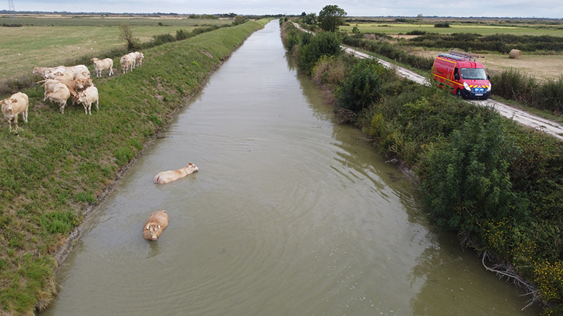 Vaches canal de Luçon 1